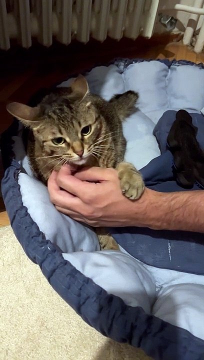 Jealous Cat Swats At Hands