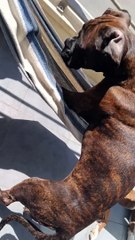 Boxer Pup apprend à utiliser le hamac tout seul