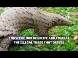 Nigeria burns $1.4m-worth of pangolin scales in anti-trafficking stand