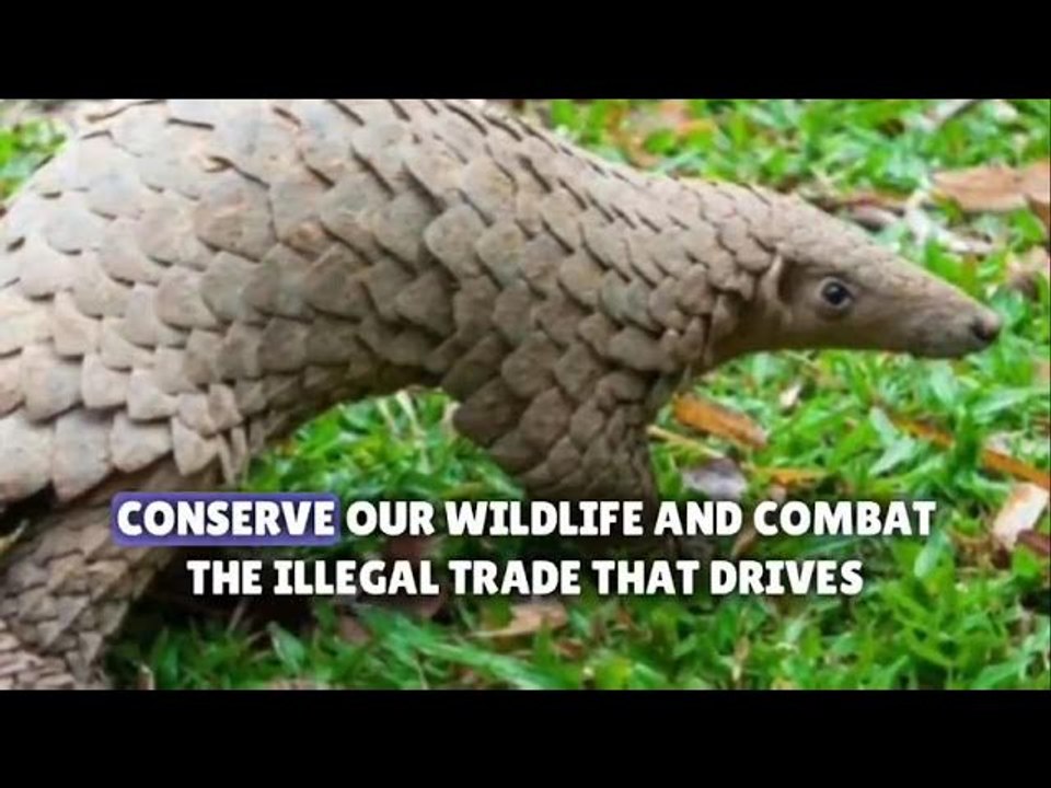 Nigeria burns $1.4m-worth of pangolin scales in...