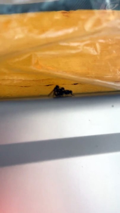 These Three Flies are Very Close