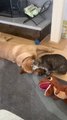Cat Snuggles With Sleeping Dog By Rubbing Their Faces Together