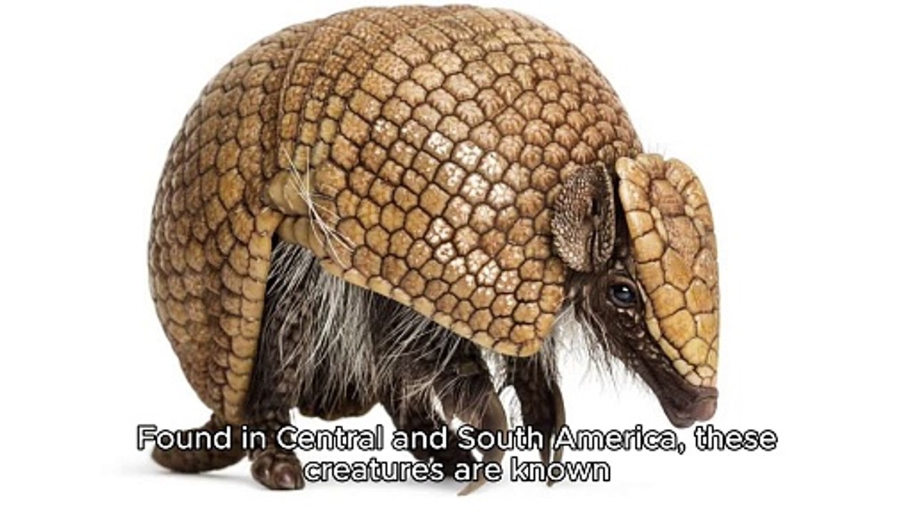 ARMIDILLIO