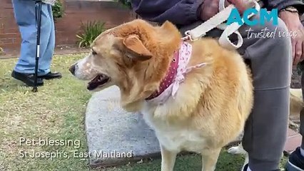 St Joseph's Church East Maitland pet blessing | October 17, 2023