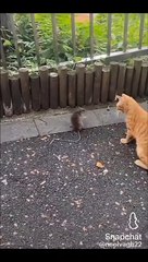 fight between cat and mouse