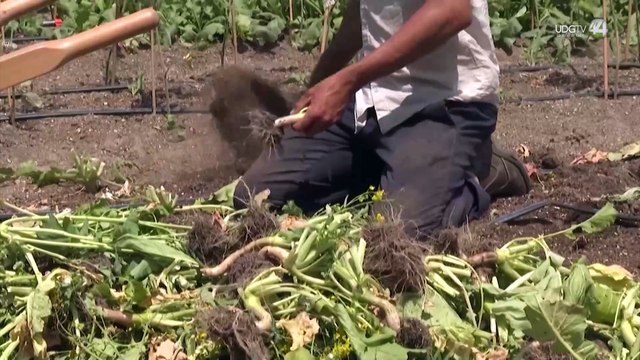 Productores de trigo de la Ciénega se quejan de atrasos en el pago de apoyos por parte de Segalmex