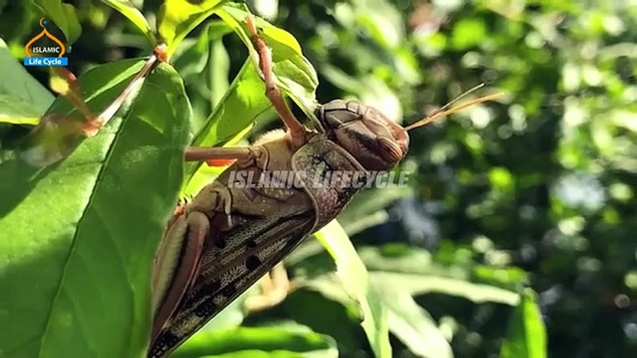 Hazrat Suleman as aur Chunti Ka Waqiya | Islamic Stories | Islamic world