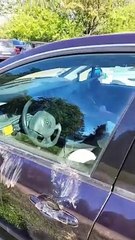 Zoo Bear Opens Car Door