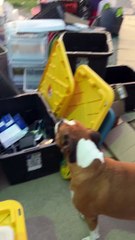 Dogs Finds Unusual New Favorite Toy