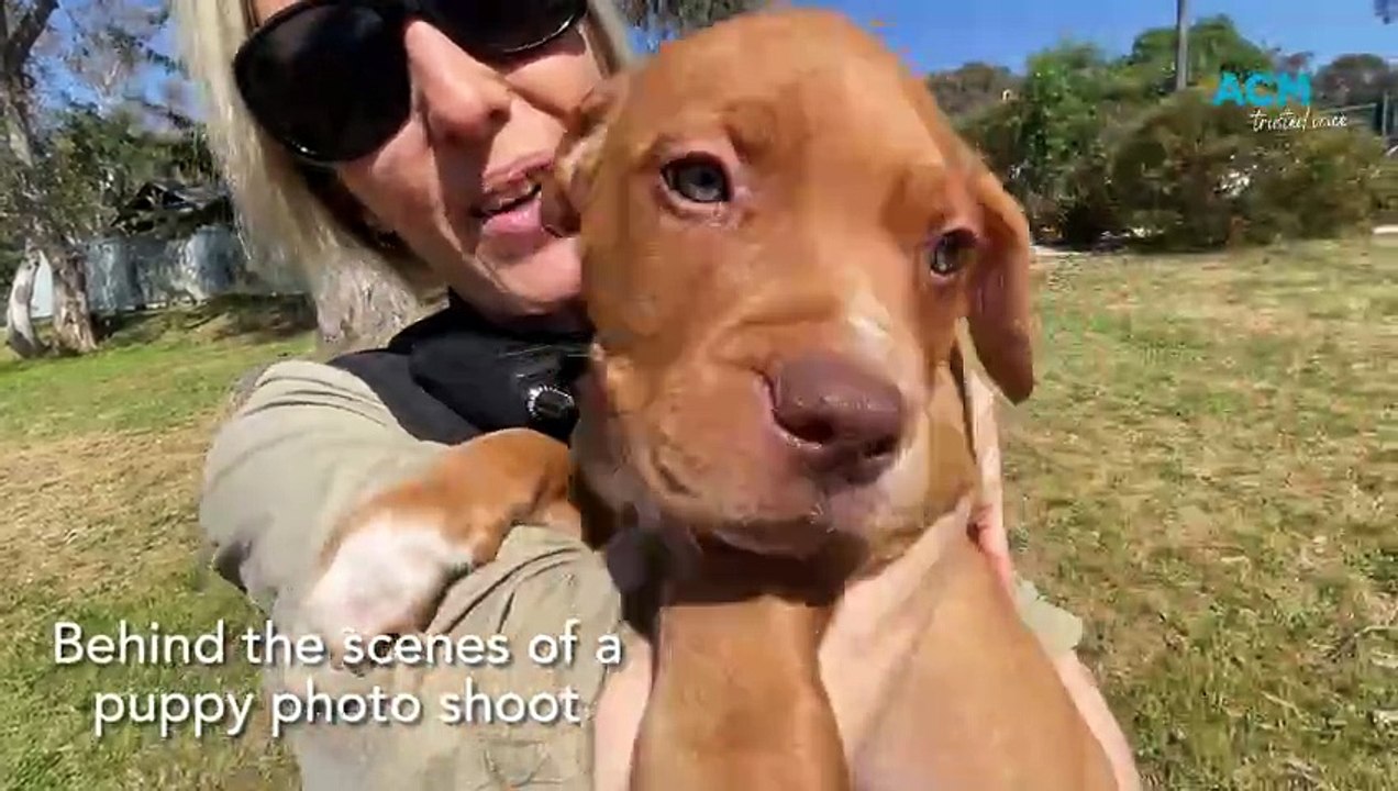 They call it puppy love