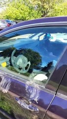 Zoo Bear Opens Car Door