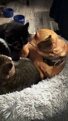 Three Pets Argue Over One Bed
