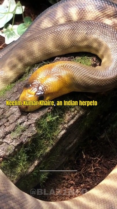 72 Hours with 72 Snakes Man's Incredible Guinness World Record Attempt