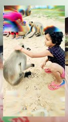 Mankey And Baby Reaction Video|Indan Langurs Grup Video