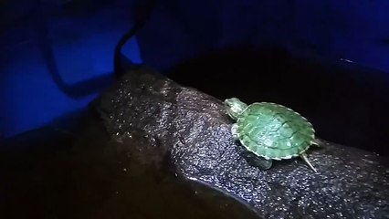 Kura kura kecil sedang bermain