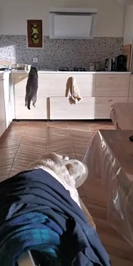 ⁣Cats Funny Compilation | Cats Funny Moments | Cats Funny Reactions | Animals Funny Moments #animal #