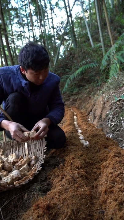look at the snow fairies on the dining table, how the bamboo fungus is planted, and you will be able to see it.