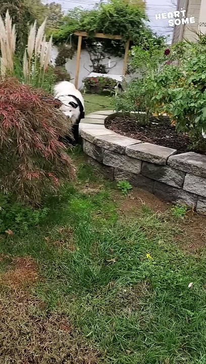 Panda Paws: Adorable Dog in Panda Dress || Heartsome 