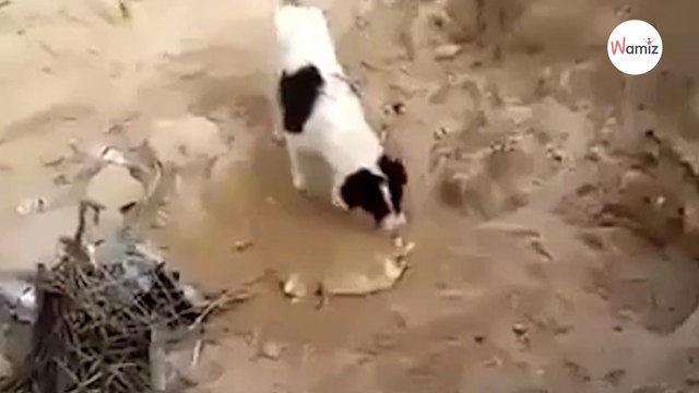 Ce chien se tient devant de la tombe de son frère, ce qu’il fait bouleverse le monde entier (Vidéo)