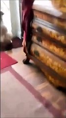 Ce chat ne prendra plus jamais la chatière sereinement