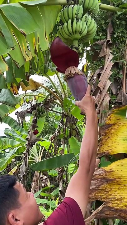 Tập 17 Mắm cá lóc nguyên con chưng trong nồi cơm Minh mời cả nhà