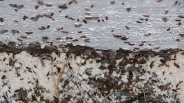 Mahallelinin kabusu oldu, evlerden kürek kürek atıyorlar