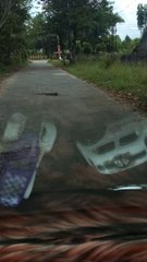 Biawak mencari makan di tengah jalan