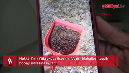 Mahallenin kabusu oldu! Her gün kürek dolusu böcek evlerinden çıkıyor