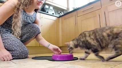 Loudest Purring Cat - Guinness World Records