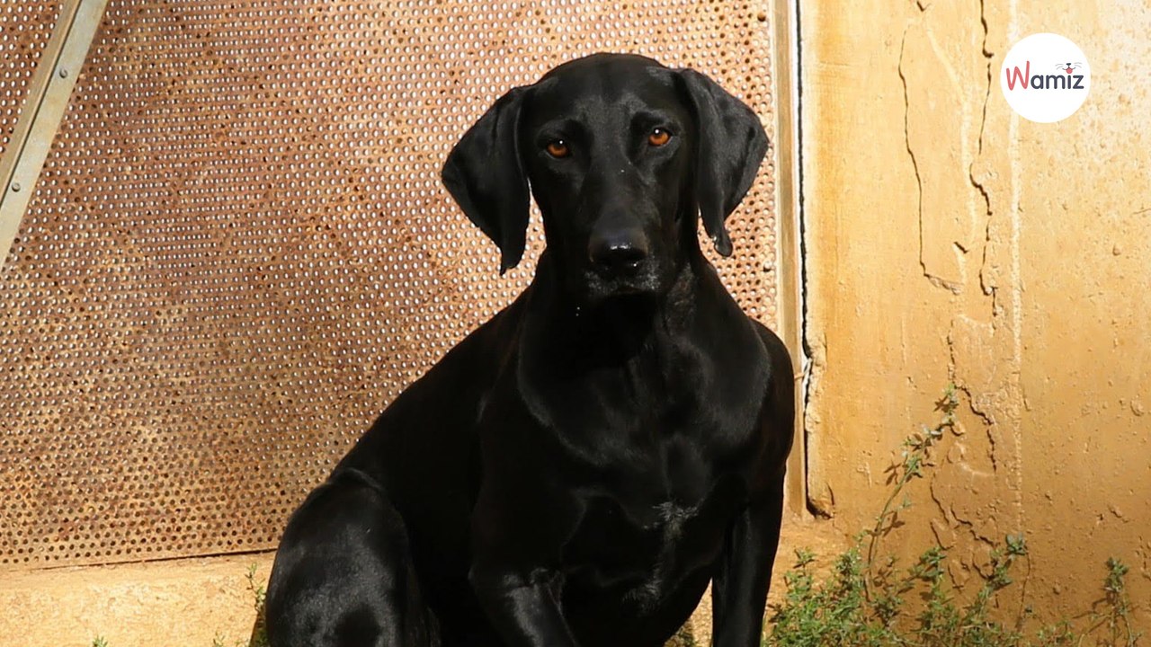 Cette chienne est arrivée au refuge totalement terrorisée : elle recherche une famille douce et patiente