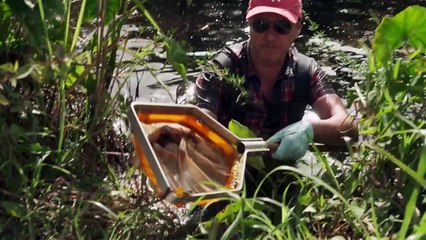 La fabrique des pandémies