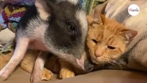 Copains comme cochons : ce petit porcelet abandonné crée une amitié improbable au refuge (vidéo)