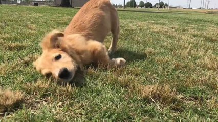 Adorable Pup With 2 Broken Legs Refuses To Give Up On Life | Wild-ish TV