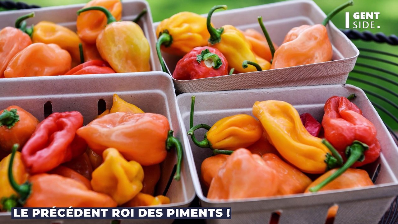 Voici le piment le plus puissant du monde, il est 540 fois plus fort qu’un jalapeño classique