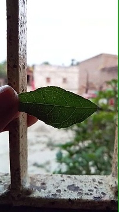 Live experiment with leaves and look starch