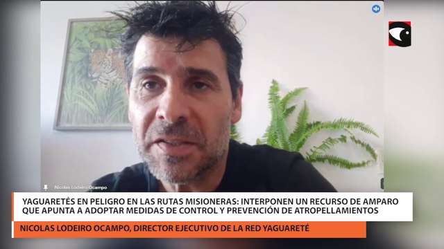 Yaguaretés en peligro en las rutas misioneras interponen un recurso de amparo que apunta a adoptar medidas de control y prevención de atropellamientos