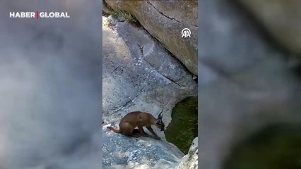 Yer Antalya: Kendini gizlemekte usta olan Karakulak, su içerken kameraya takıldı!