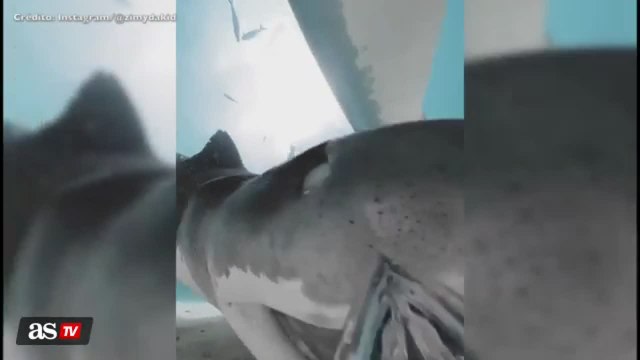 Viral video shows inside of shark’s mouth as it swallows a camera