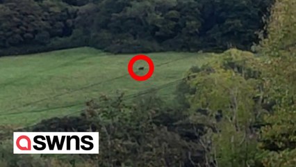 'Black panther' spotted in field in Wales