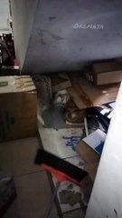 evakuasi anjing liar masuk rumah