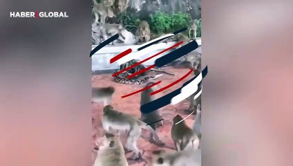 Maymun avlayan pitona beklenmedik son! Etrafı anında çevrildi ve...