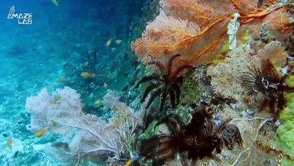 Marine Biologists Discover a New Threat to Coral Reefs and You’ll Never Guess What It Is