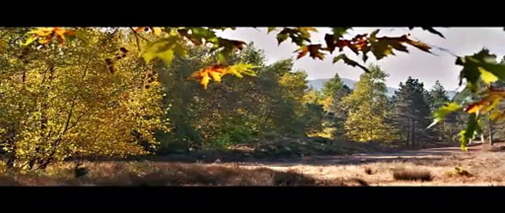 Le poirier sauvage