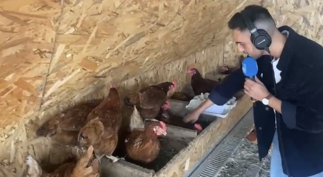 Le baladeur ramasse les œufs avec quelques difficultés