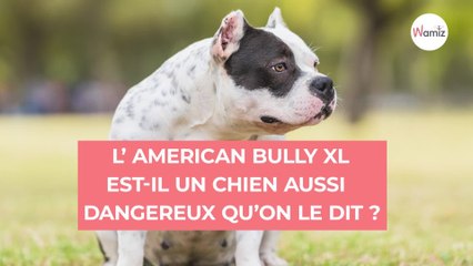 American Bully XL : ils souhaitent interdire cette race de chien d'ici la fin de l'année