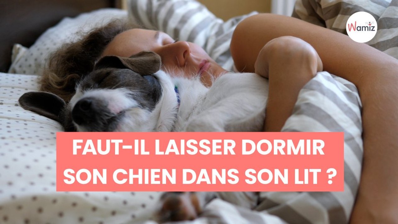Faut-il laisser dormir son chien dans son lit ? Des experts appellent à la prudence