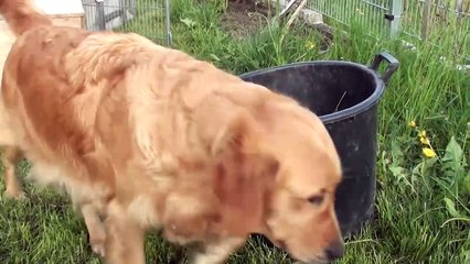 Schwarm von Golden Retriever Welpen