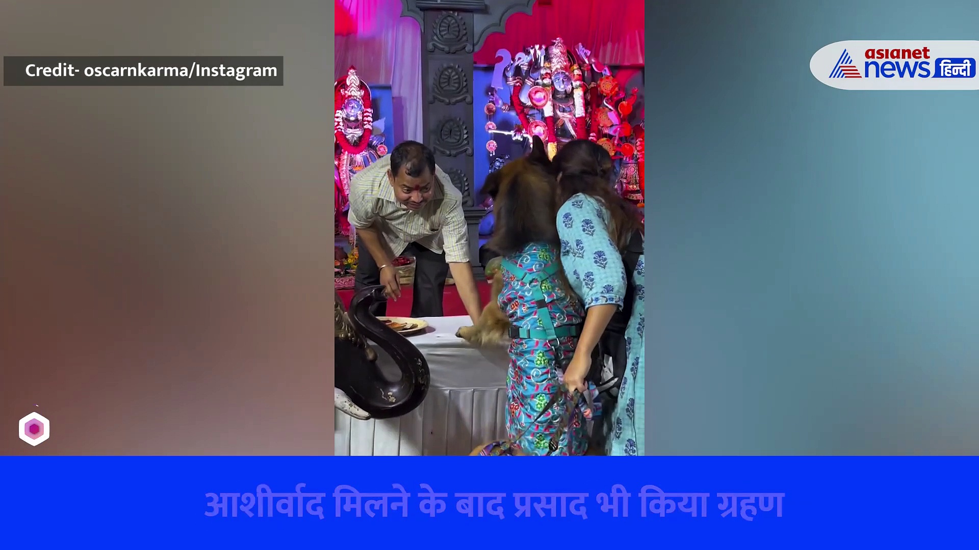 Watch Viral Video: Dogs को लेकर दुर्गा पंडाल में पहुंची लड़की, पुजारी ने लगाया तिलक और खिलाया प्रसाद