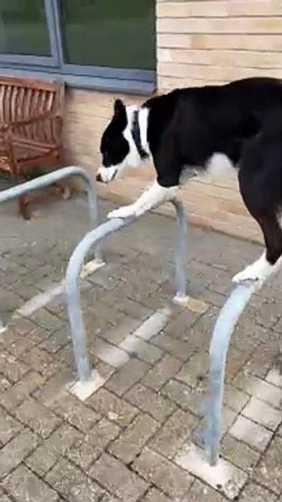 Simbas Mind-Blowing Parkour Move