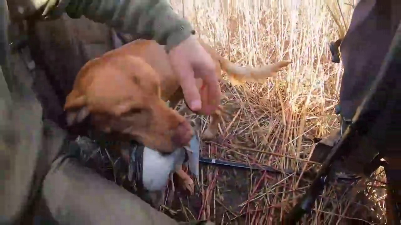 Duck Hunting a Small Farm Pond Like Fish in a Barrel!! Limited Out